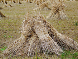 Wheat Sheaves